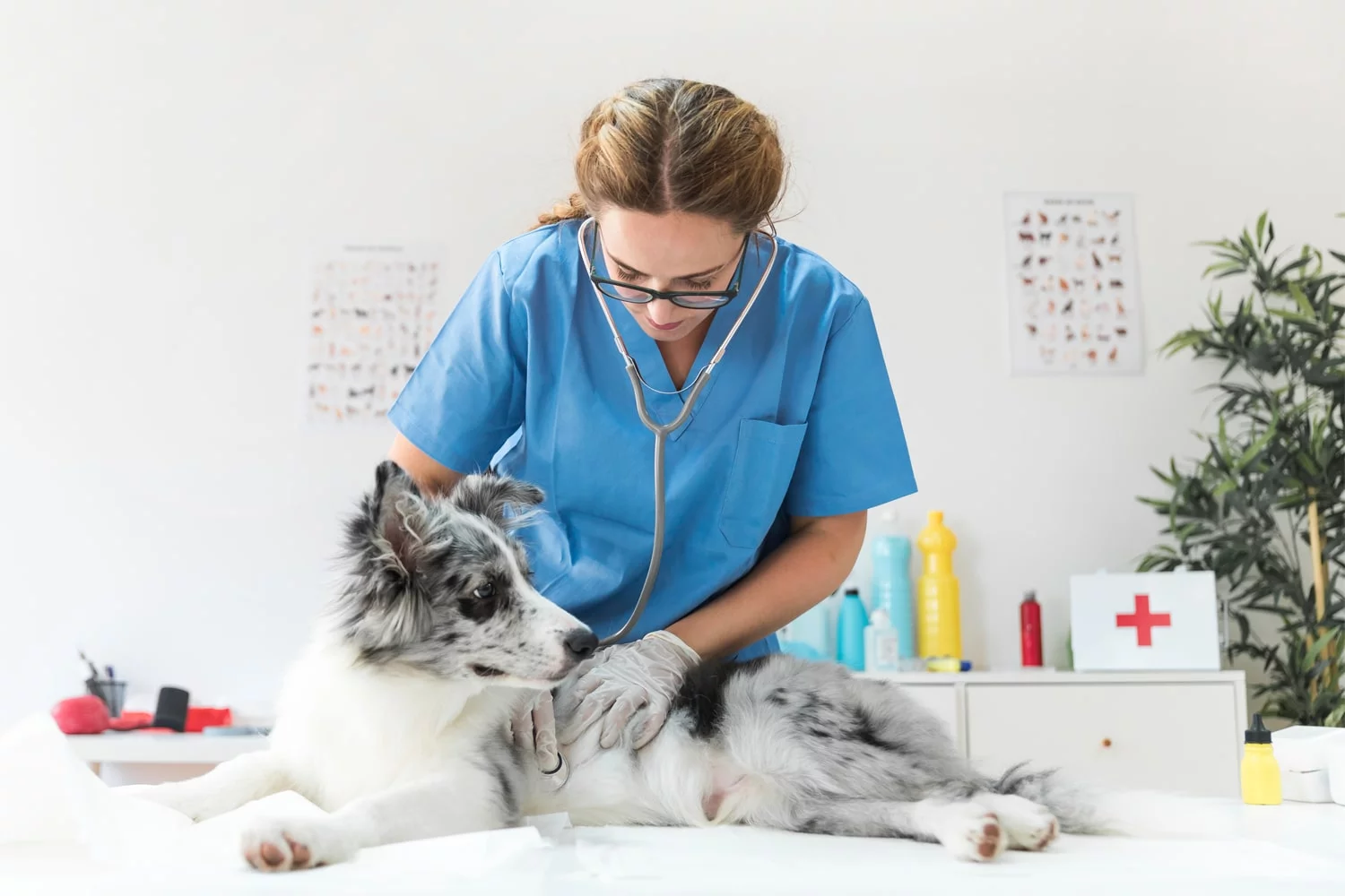 Veterinary